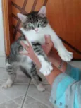 Fred lindo gatinho