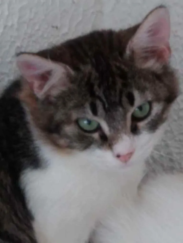 Gato ra a Tigradinho lindo  idade 2 a 6 meses nome Fred lindo gatinho 