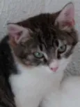 Fred lindo gatinho