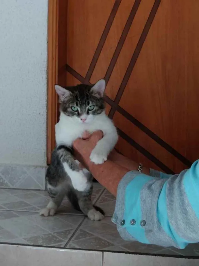 Gato ra a Tigradinho lindo  idade 2 a 6 meses nome Fred lindo gatinho 