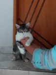 Fred lindo gatinho