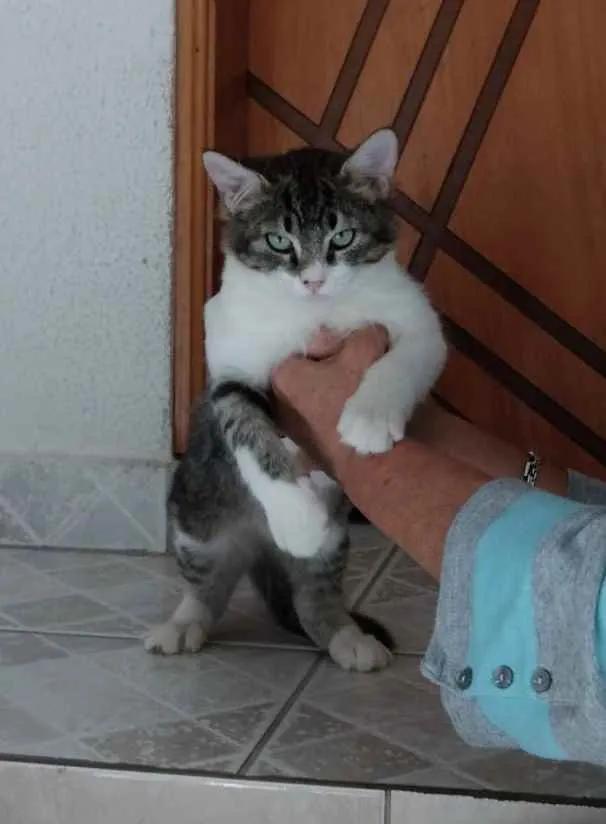 Gato ra a Tigradinho lindo  idade 2 a 6 meses nome Fred lindo gatinho 