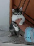 Fred lindo gatinho