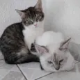 Fred lindo gatinho