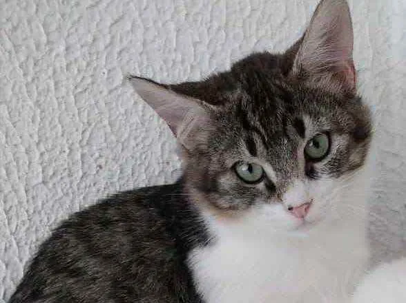 Gato ra a Tigradinho lindo  idade 2 a 6 meses nome Fred lindo gatinho 