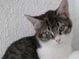 Fred lindo gatinho
