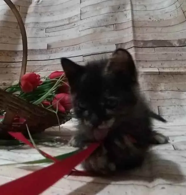 Gato ra a  idade Abaixo de 2 meses nome Dengosinha
