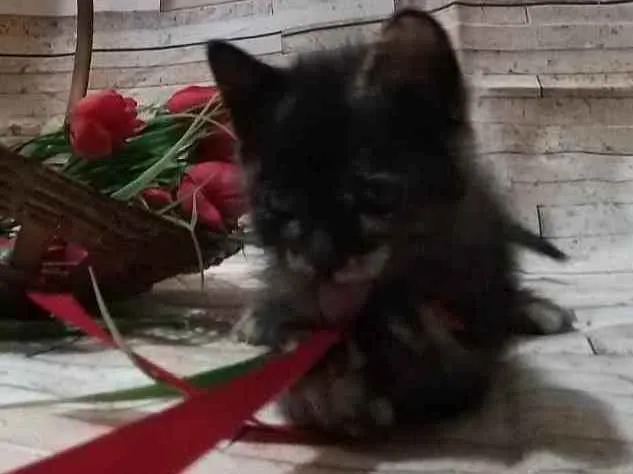 Gato ra a  idade Abaixo de 2 meses nome Dengosinha