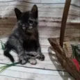 Mimosa sapeca