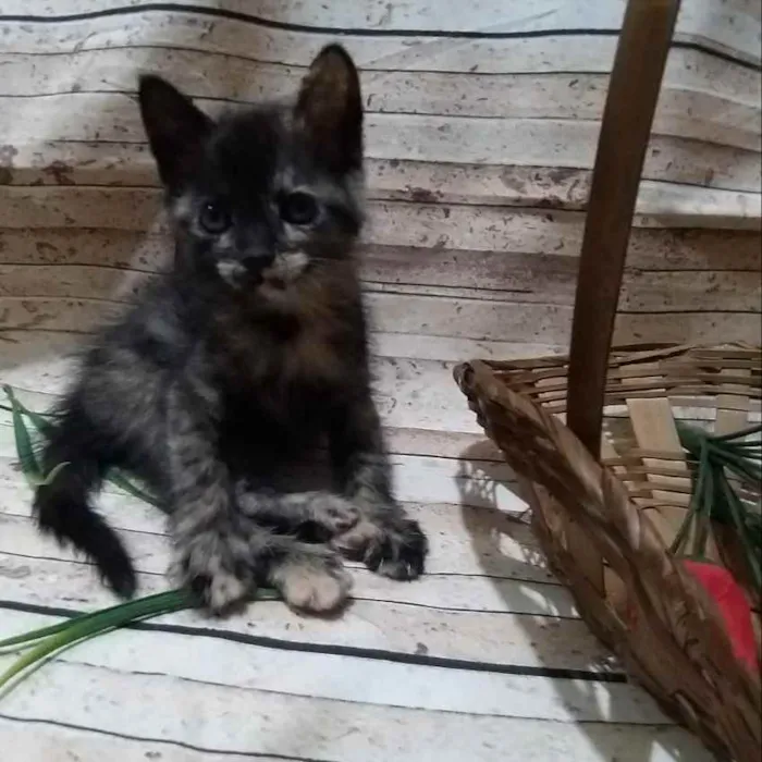 Gato ra a  idade Abaixo de 2 meses nome Mimosa sapeca