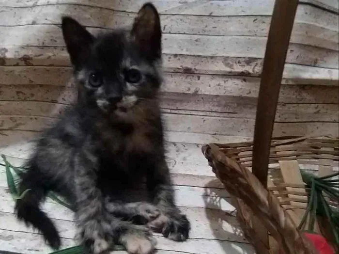 Gato ra a  idade Abaixo de 2 meses nome Mimosa sapeca