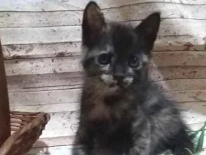 Gato raça  idade Abaixo de 2 meses nome Mimosa sapeca