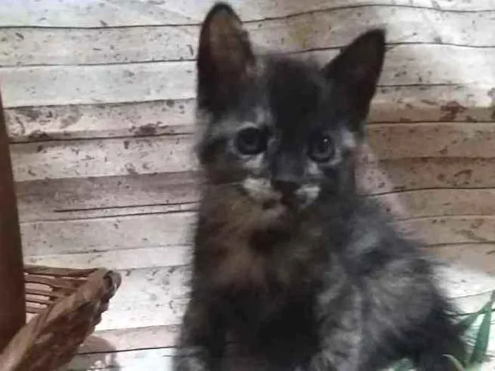 Gato ra a  idade Abaixo de 2 meses nome Mimosa sapeca