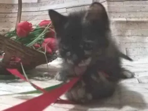 Gato raça  idade Abaixo de 2 meses nome Dengosinha