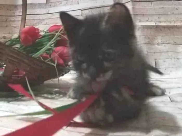 Gato ra a  idade Abaixo de 2 meses nome Dengosinha
