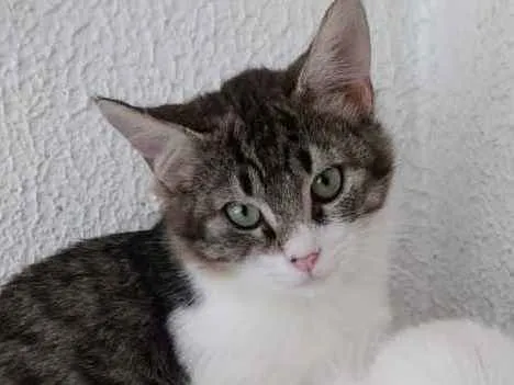 Gato ra a Tigradinho lindo  idade 2 a 6 meses nome Fred lindo gatinho 