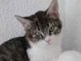 Fred lindo gatinho