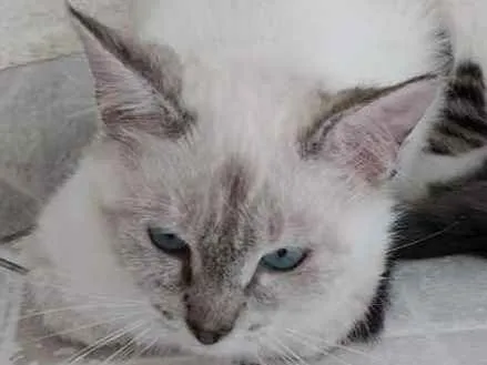 Gato ra a Srd idade 2 a 6 meses nome Nina Linda bebê 