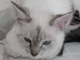 Nina Linda bebê