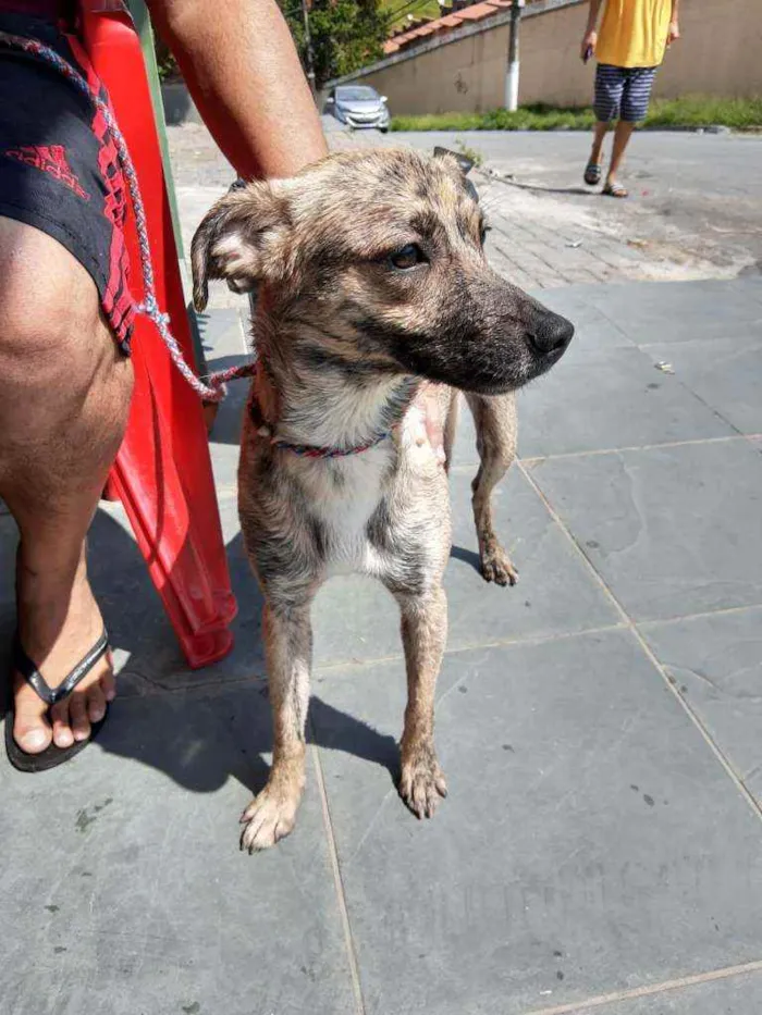 Cachorro ra a Sem raça definida idade 1 ano nome Chandely