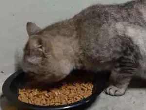 Gato raça MARISCADO idade 1 ano nome Tim