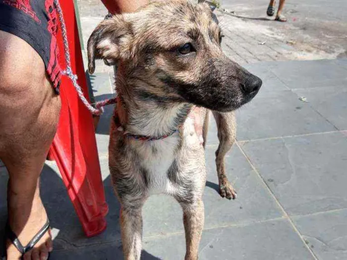 Cachorro ra a Sem raça definida idade 1 ano nome Chandely