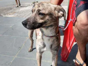 Cachorro raça Sem raça definida idade 1 ano nome Chandely