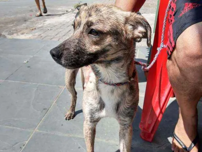 Cachorro ra a Sem raça definida idade 1 ano nome Chandely