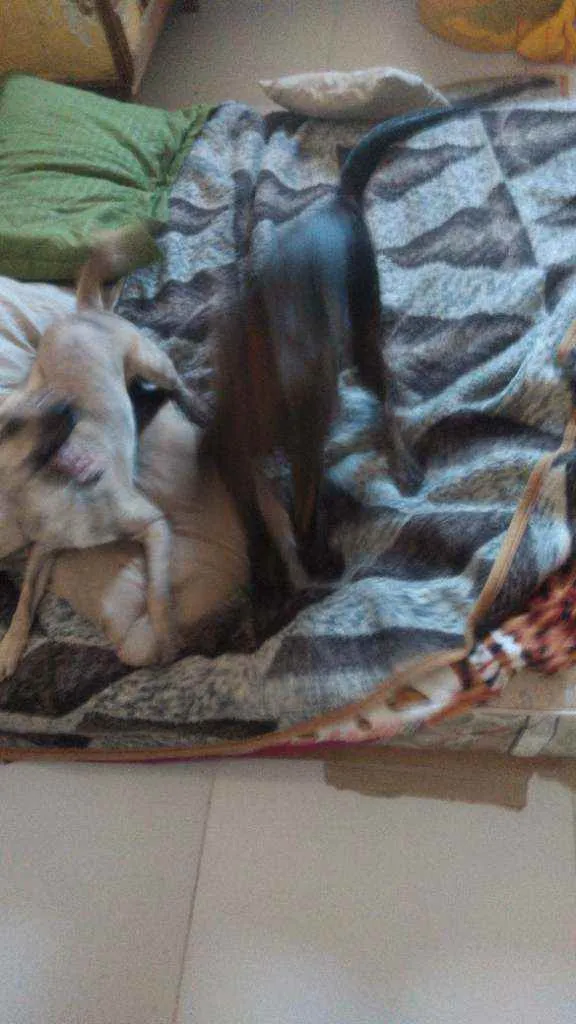 Cachorro ra a Sem raça definida idade 1 ano nome Chandely