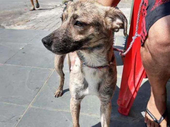 Cachorro ra a Sem raça definida idade 1 ano nome Chandely