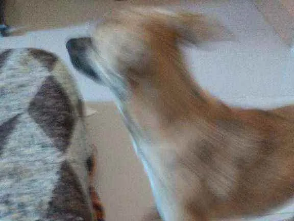 Cachorro ra a Sem raça definida idade 1 ano nome Chandely