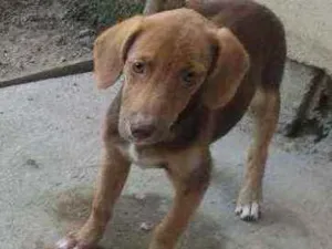 Cachorro raça Vira lata  idade 2 a 6 meses nome Não possui nome 
