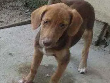 Cachorro ra a Vira lata  idade 2 a 6 meses nome Não possui nome 