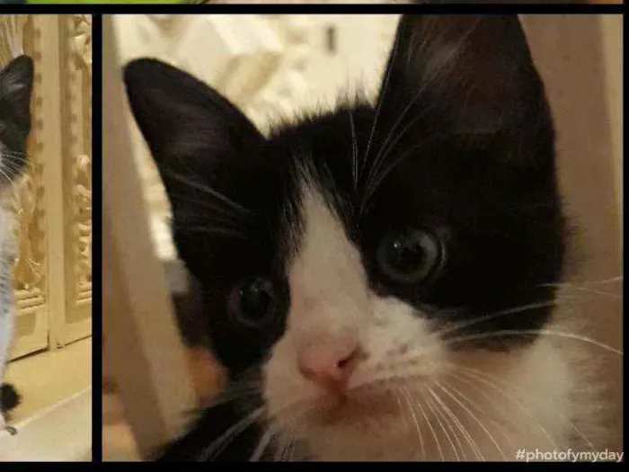 Gato ra a SRD idade Abaixo de 2 meses nome James
