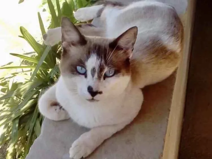 Gato ra a Mestiço  idade 1 ano nome Tufi 