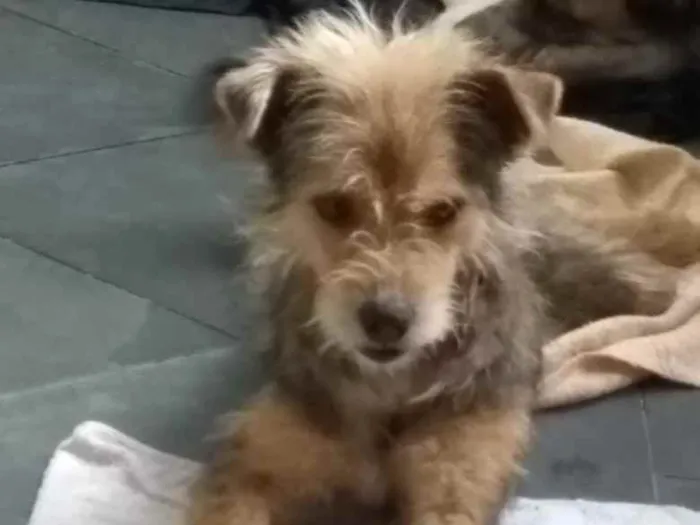 Cachorro ra a srd idade 1 ano nome Raul