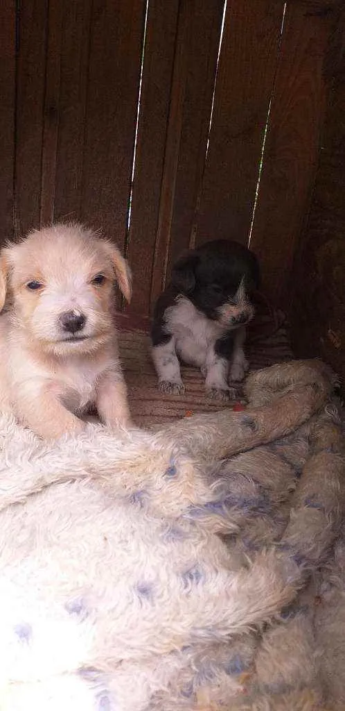 Cachorro ra a Poodle com pinscher idade Abaixo de 2 meses nome Bolinha e roby