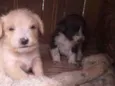 Bolinha e robin