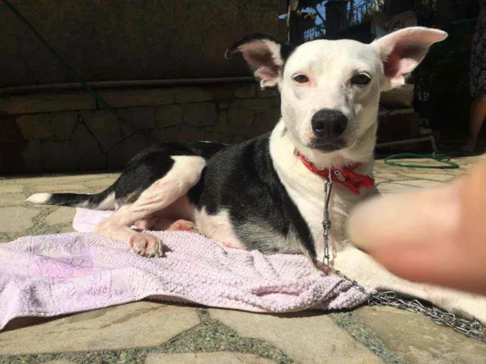Cachorro ra a SRD idade 2 anos nome Margoth