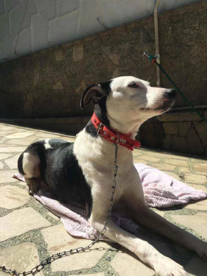 Cachorro ra a SRD idade 2 anos nome Margoth