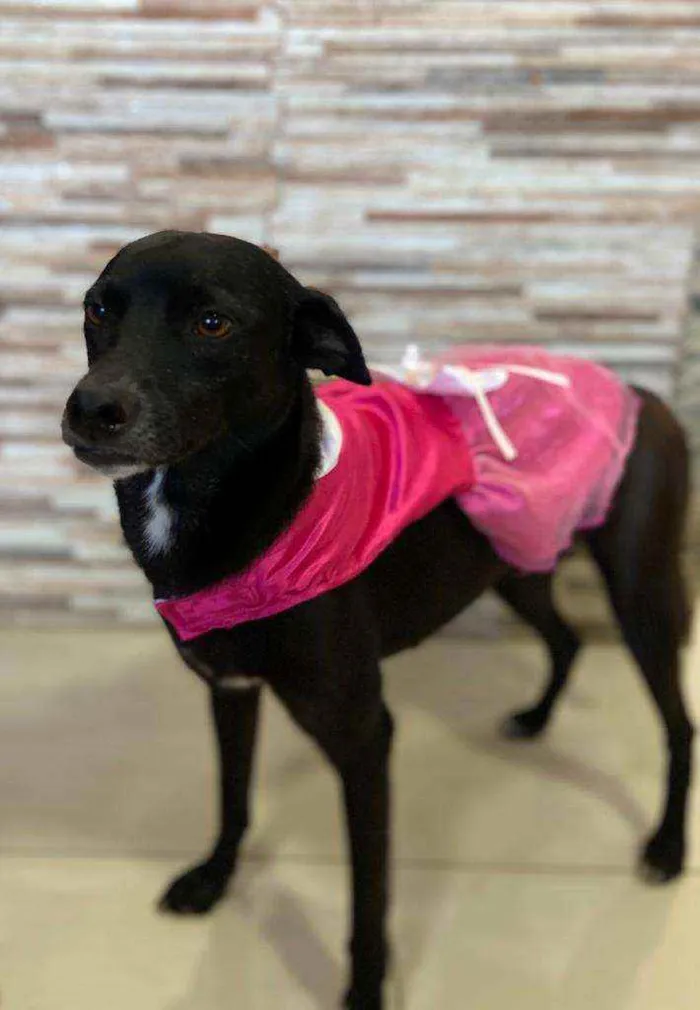 Cachorro ra a SRD idade 2 anos nome Pretinha