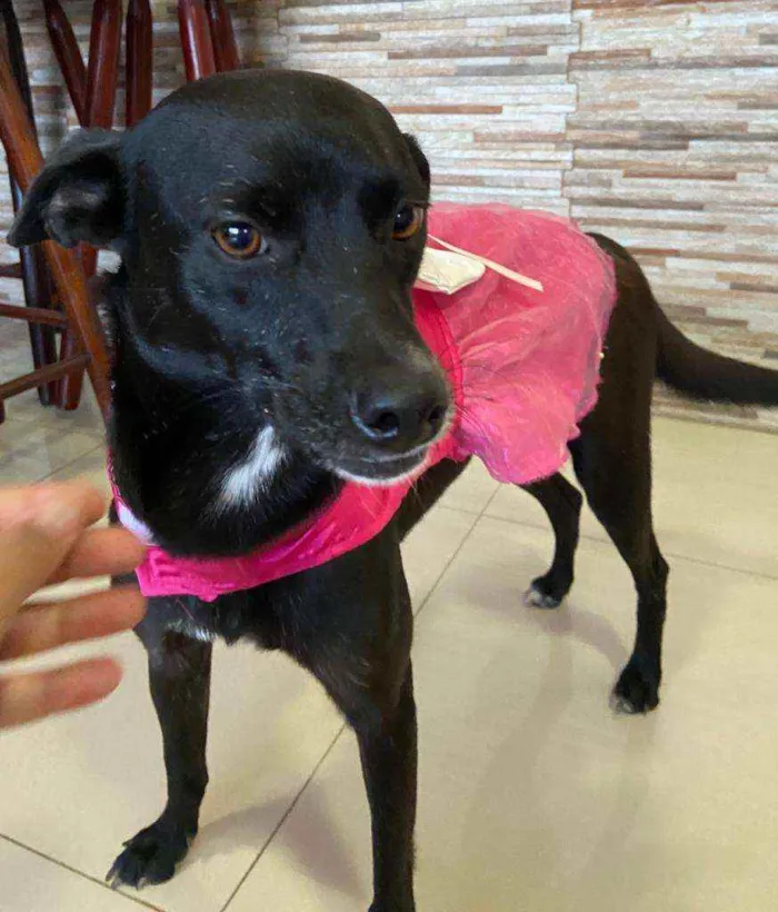 Cachorro ra a SRD idade 2 anos nome Pretinha