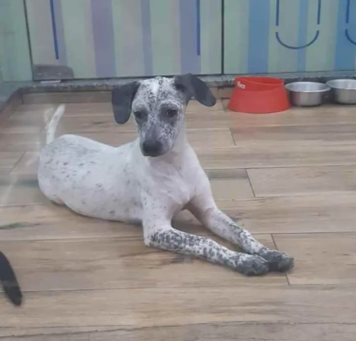 Cachorro ra a SRD idade 7 a 11 meses nome Lupita