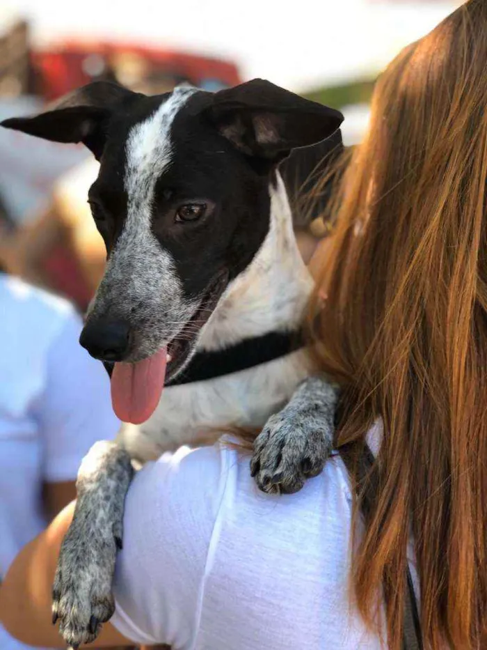 Cachorro ra a SRD idade 7 a 11 meses nome Lua