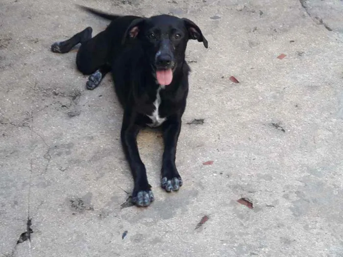 Cachorro ra a SRD idade 7 a 11 meses nome Sol