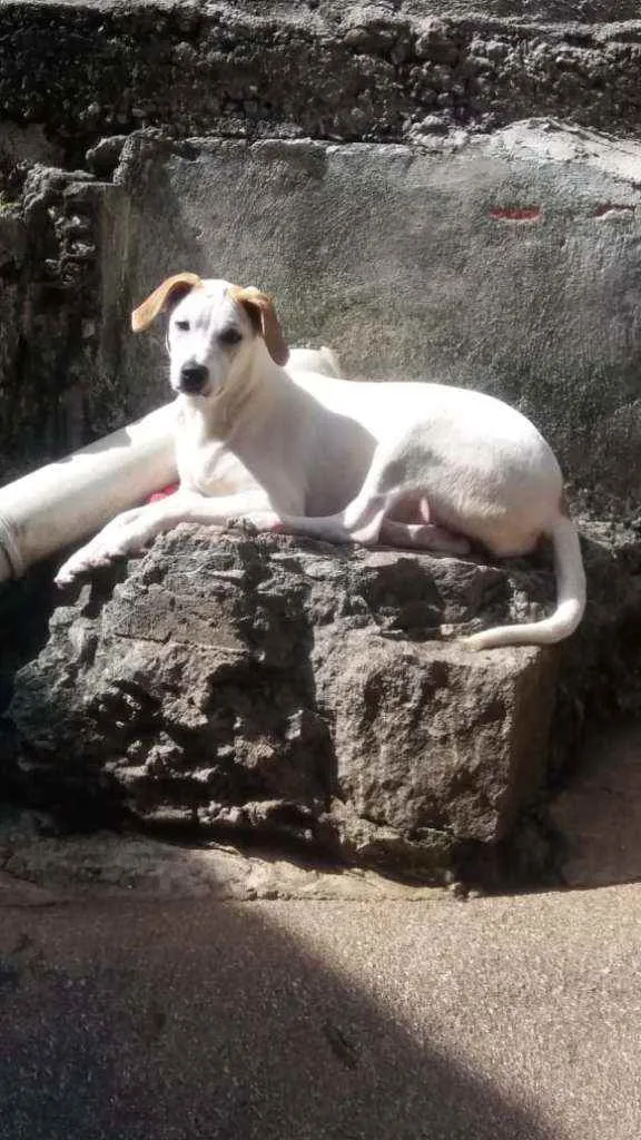 Cachorro ra a SRD idade 7 a 11 meses nome Pipoca