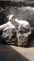 Pipoca