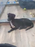 Estrela