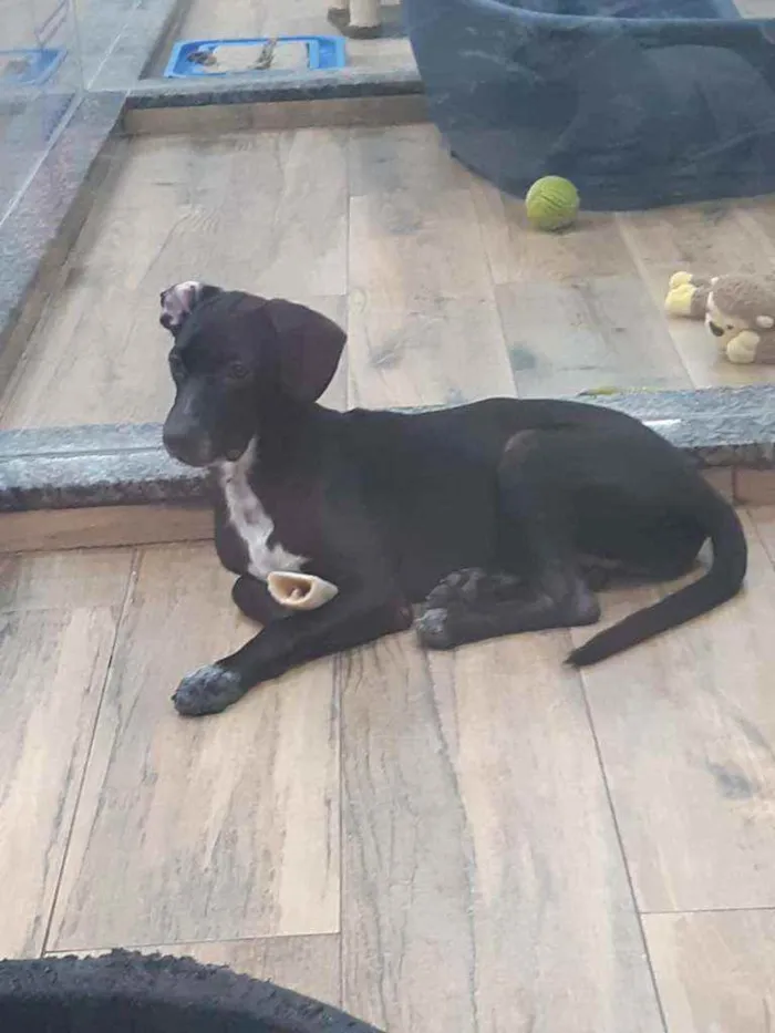 Cachorro ra a SRD idade 7 a 11 meses nome Estrela