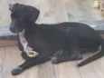 Estrela